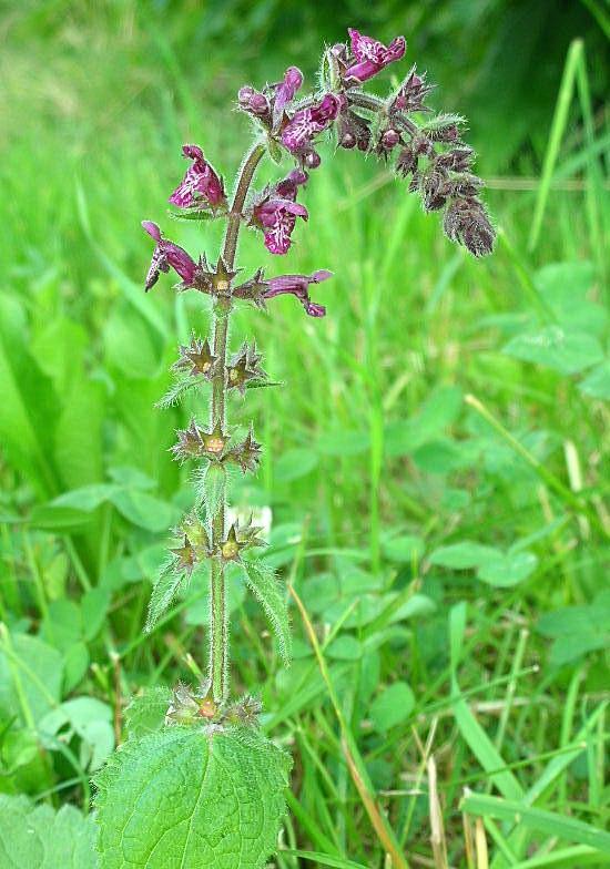 Stachys sylvatica / Stregona dei boschi